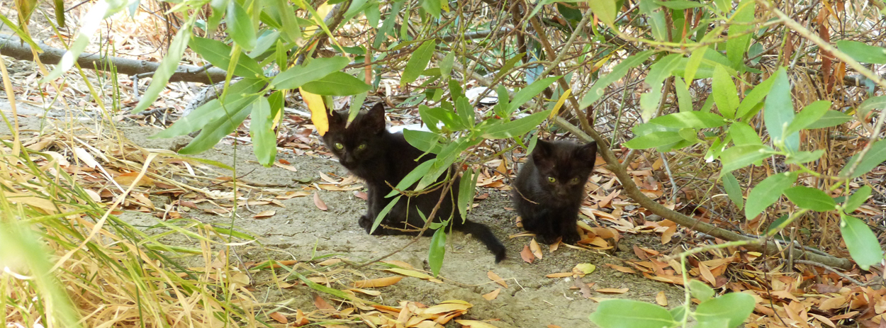 Taking care of abandoned 2024 kittens