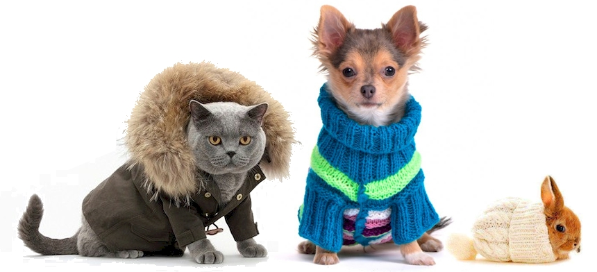 fluffy pets winter