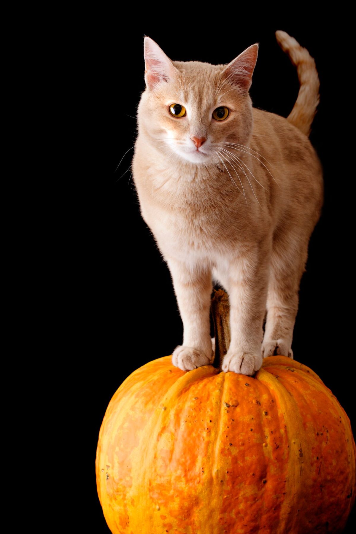 keeping-pets-safe-this-halloween-napa-humane