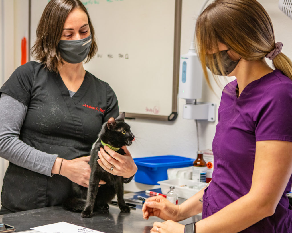 Adhering to covid protocols, two clinic staff perform wellness exam on cat.