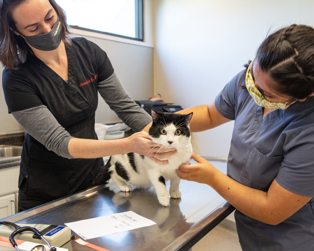 Adhering to covid protocols during a caturday spay neuter day, two clinic volunteers perform wellness exam on a black and white cat before its spay surgery.