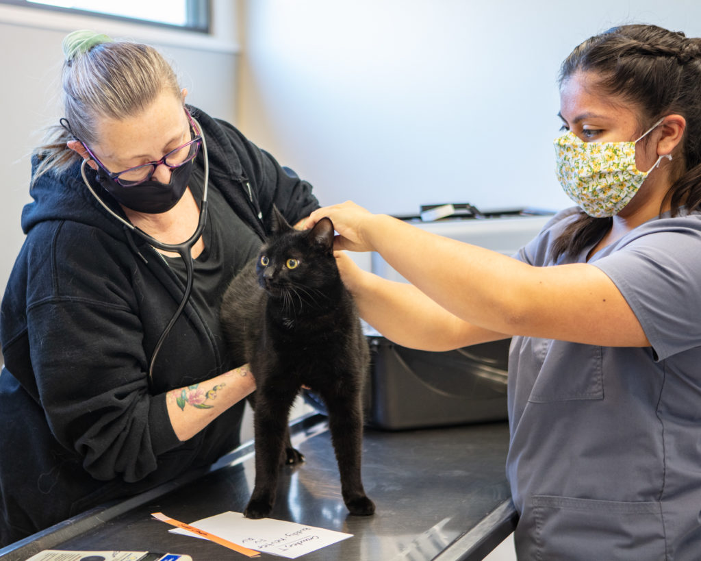 Adhering to covid protocols, veterinarian and clinic vet medicine intern give black cat a wellness exam.