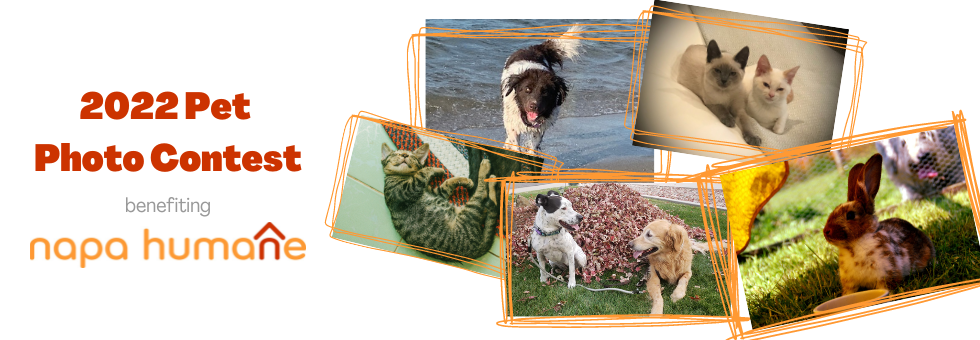 2022 Pet Photo Contest banner image