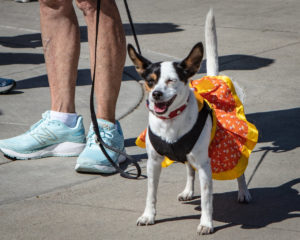 dog with candycorn tutu