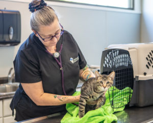 Tabby cat being examined