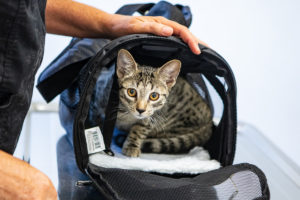 cat in pet carrier