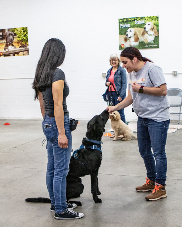 Volunteer Job Descriptions Napa Humane