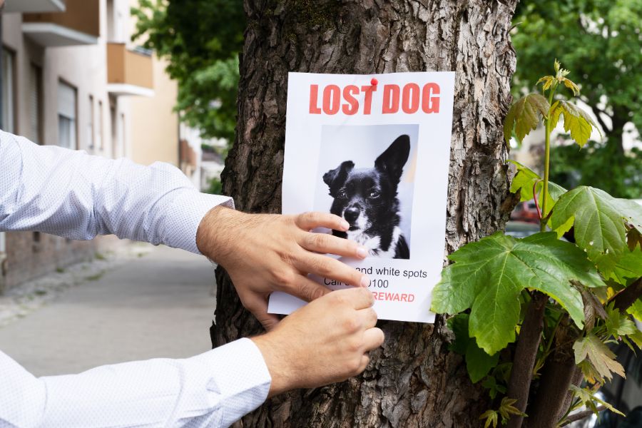 Missing Pet Flyer posted on a tree