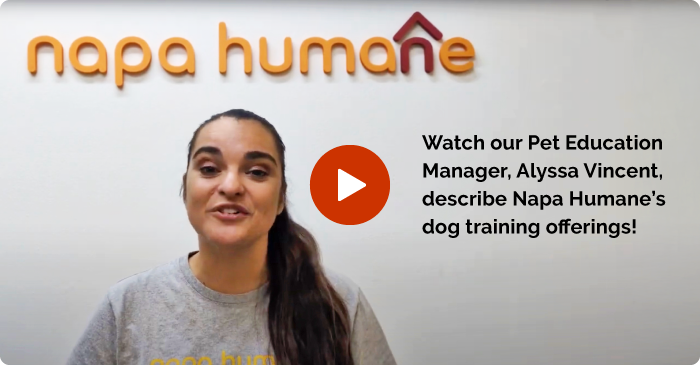 Watch our Pet Education Manager, Alyssa Vincent, describe Napa Humane's dog training offerings!