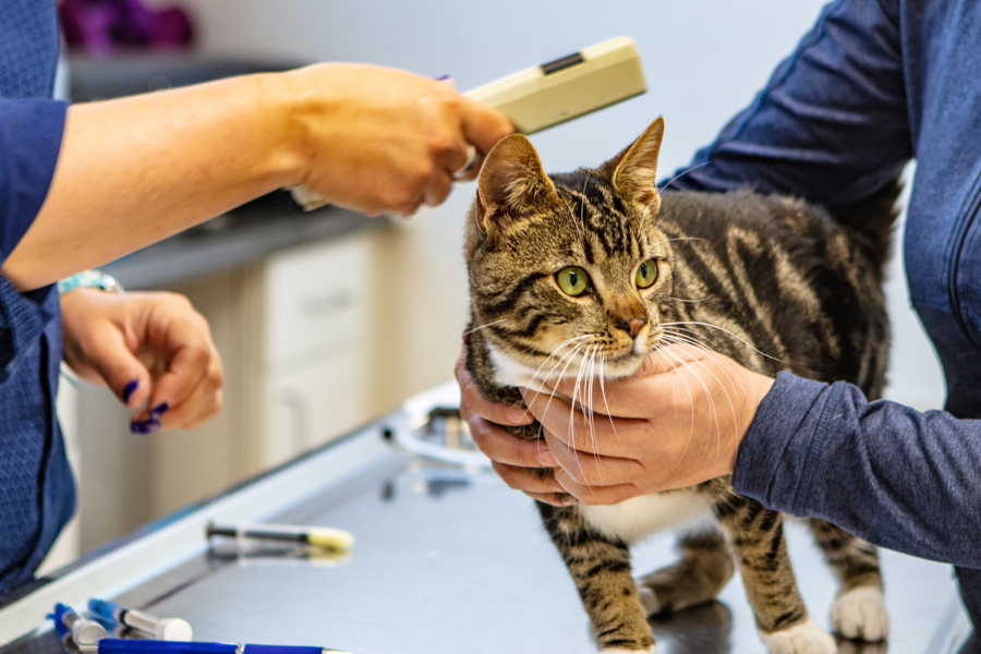 veterinarian gently scans a tabby cat's shoulder blades with a microchip reader to retrieve the pet's unique identification number.