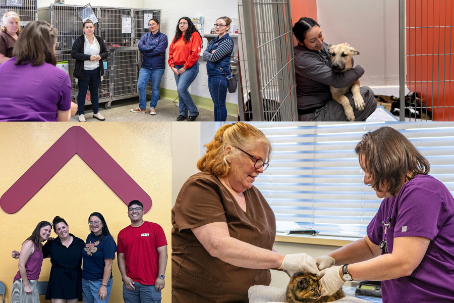 Napa Humane and Napa County Animal Shelter team working together with animals, providing care and support for shelter pets.