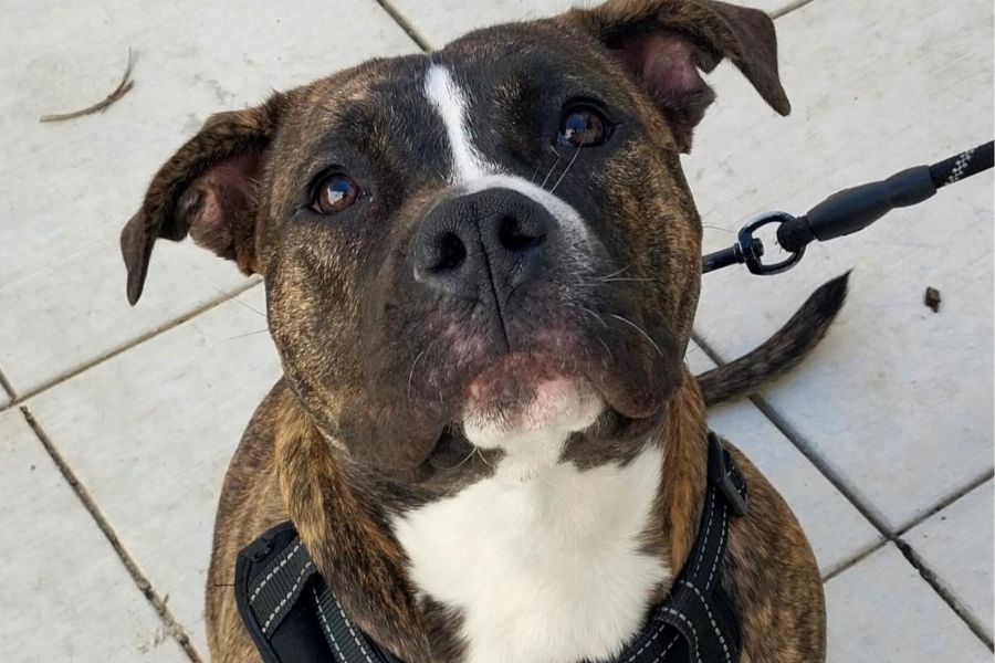 Desiree’s Second Chance: How PAS Keeps Families—Human and Canine—Together
