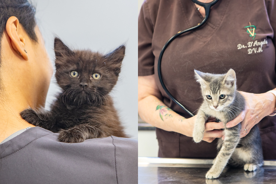 Two kittens receiving veterinary care—one black kitten being held by a vet tech and one gray tabby kitten examined by a veterinarian with a stethoscope.