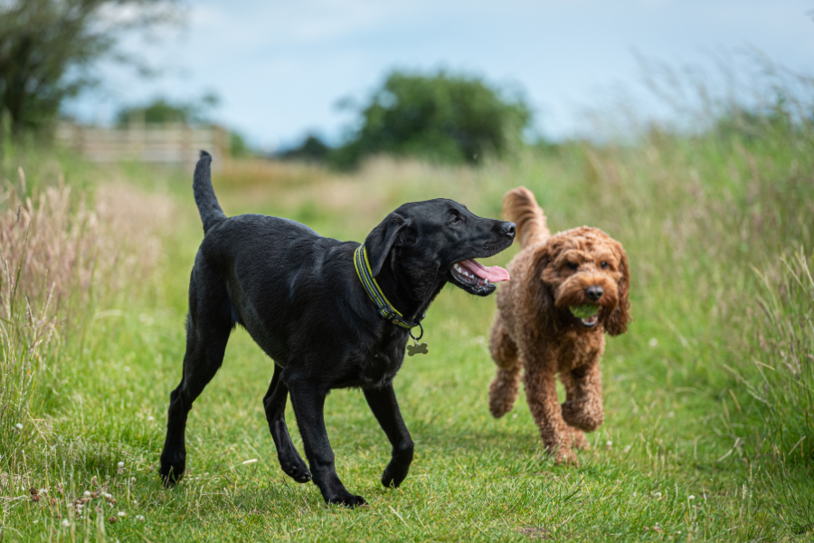 Two happy dogs running together on a grassy trail, a black Labrador and a curly-haired brown dog.
