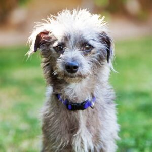 Scruffy gray dog with a purple collar looking directly at the camera while standing on green grass.