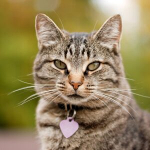 Close-up of a tabby cat wearing a purple heart-shaped ID tag, gazing calmly at the camera.