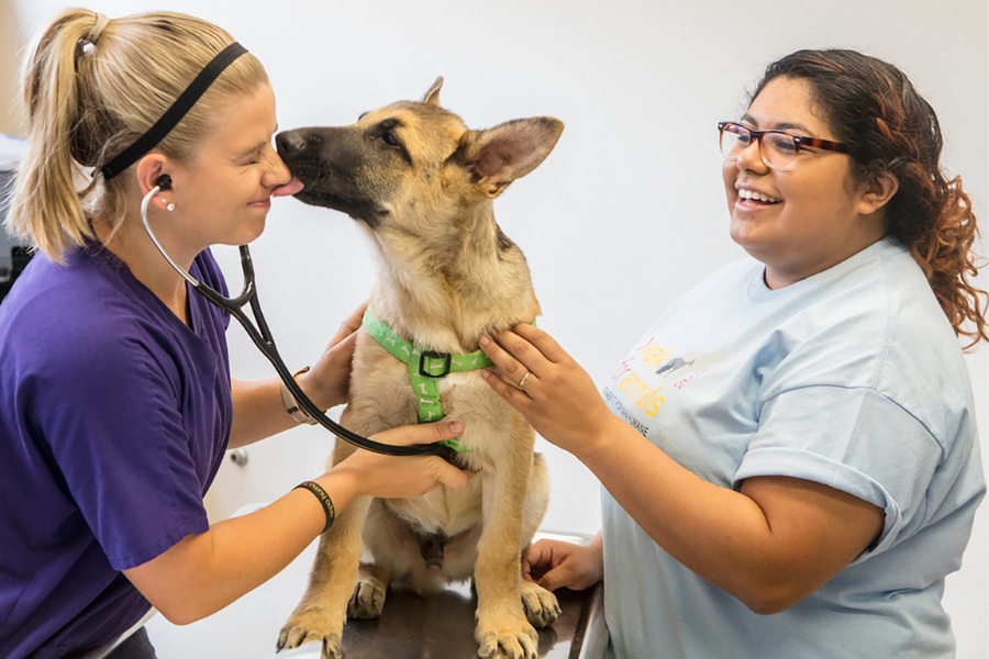 A young German Shepherd licks a veterinarians face during an exam, while the smiling pet parent looks on supportively.