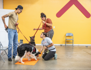 Napa Humane dog training programs